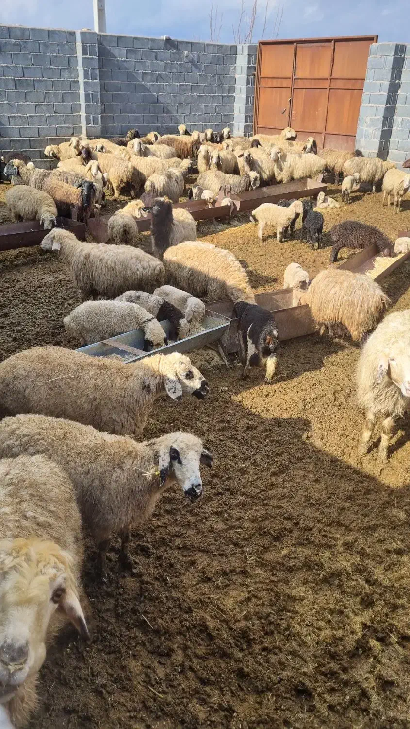 نیازمند چوپان استان فارس- شهرستان سرچهان|استخدام سرایداری و نظافت|سرچهان, |دیوار