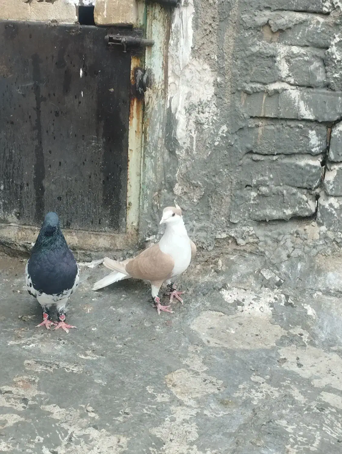 کبوتر کله ای دوبالی|پرنده|دزفول, |دیوار