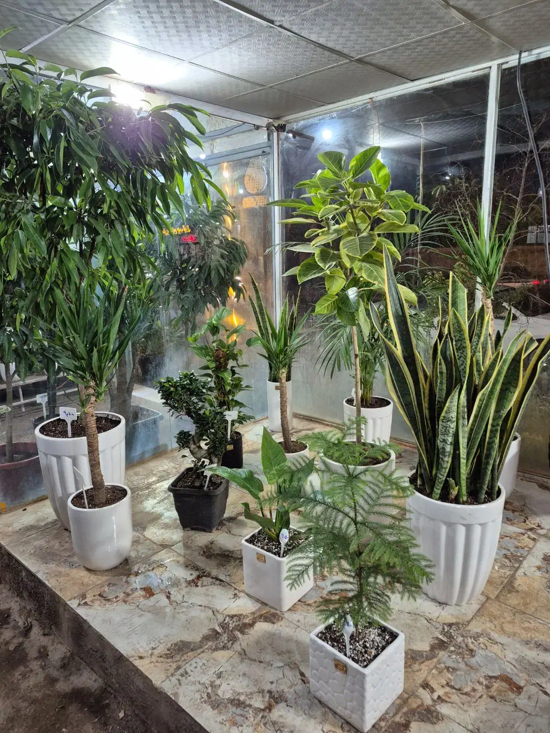 گل روز مادر *گلخانه من *|گل و گیاه طبیعی|بیرجند, |دیوار