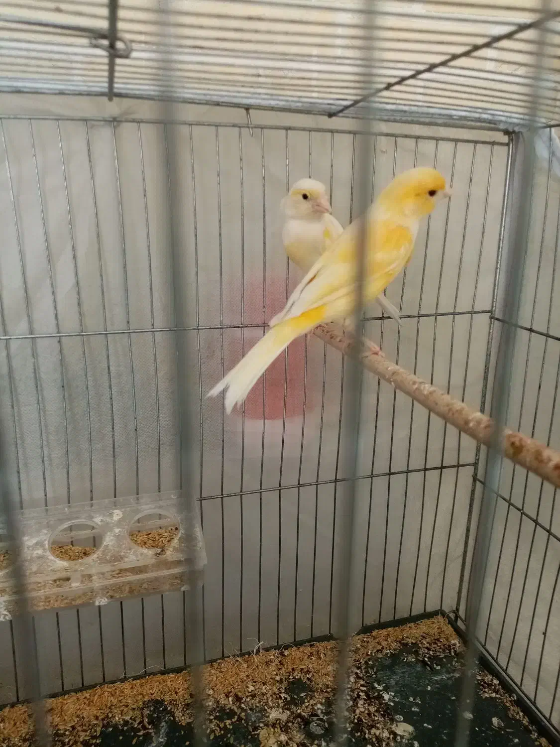 ماده قناری|پرنده|یزد, |دیوار