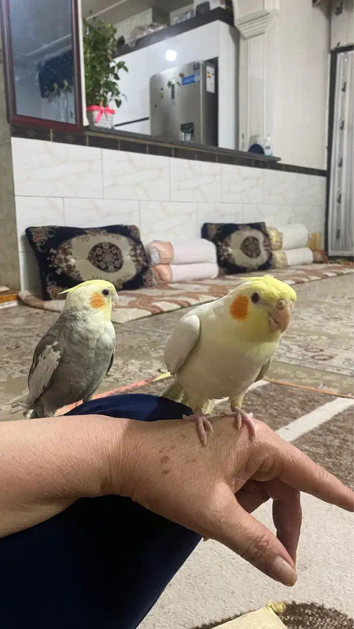 عروس هلندی|پرنده|شیراز, میانرود|دیوار