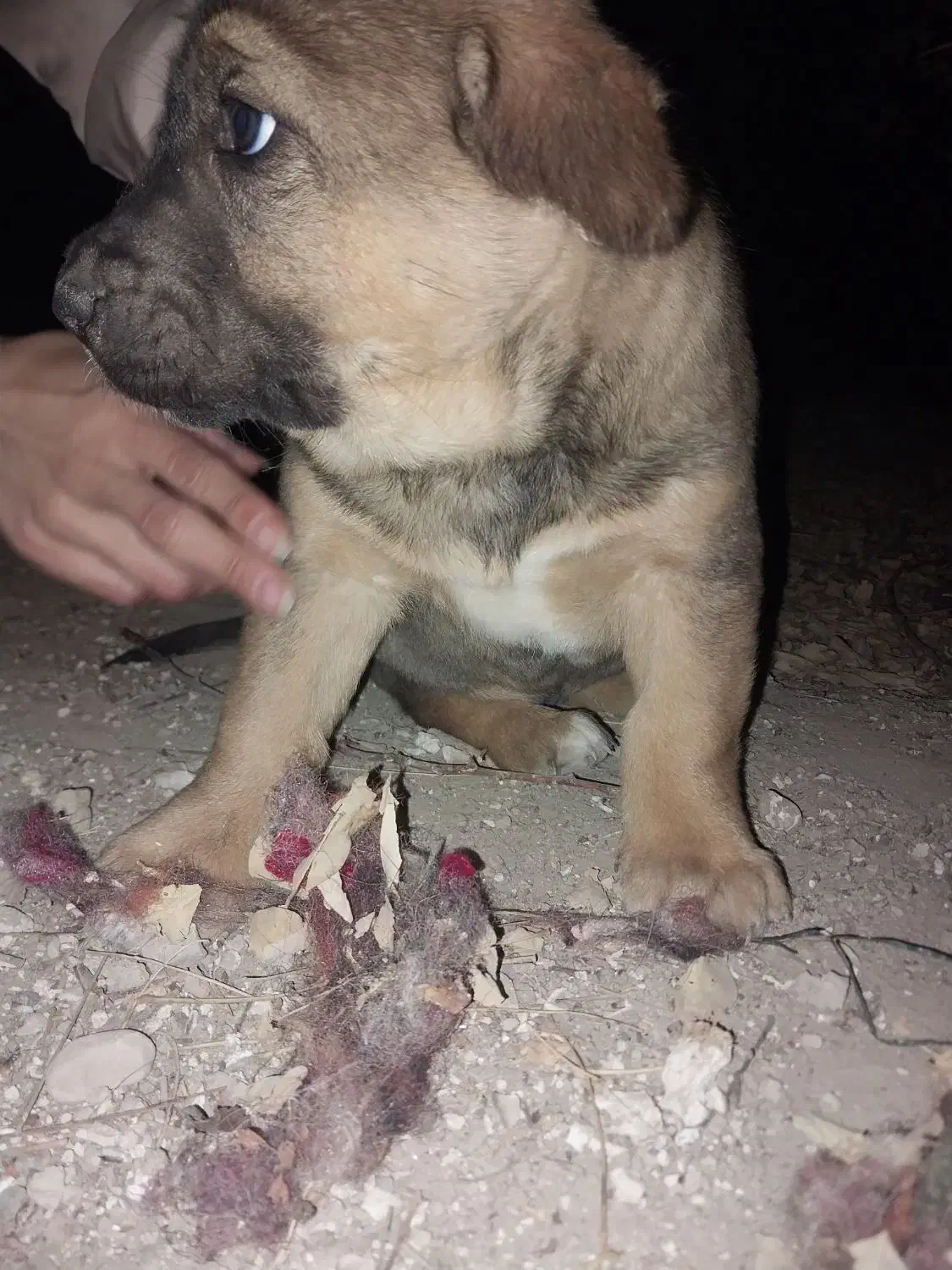 معاوضه با بچه گربه اسکاتیش|سگ|کرج, شهرک یاس جنوبی|دیوار