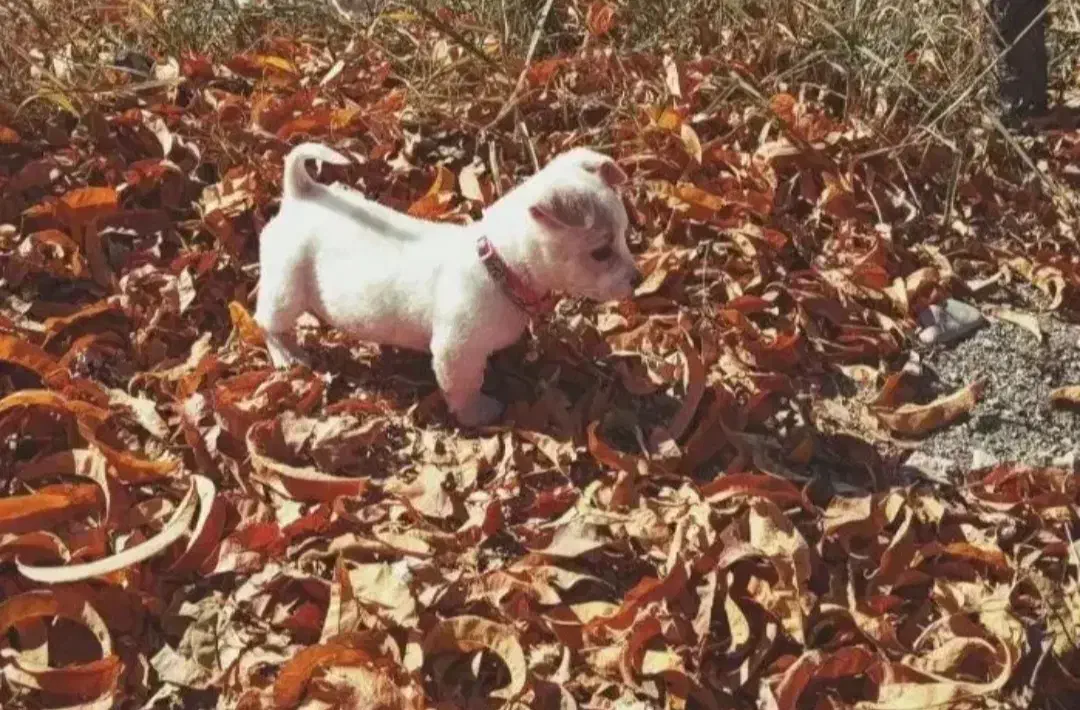 سگ پاکوتاه|سگ|رباطکریم, الارد|دیوار