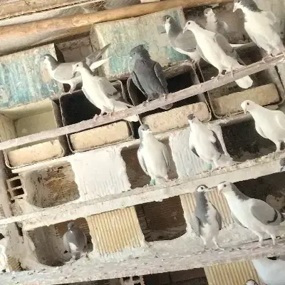 دمگیر گمشده|پرنده|پیر بکران, |دیوار