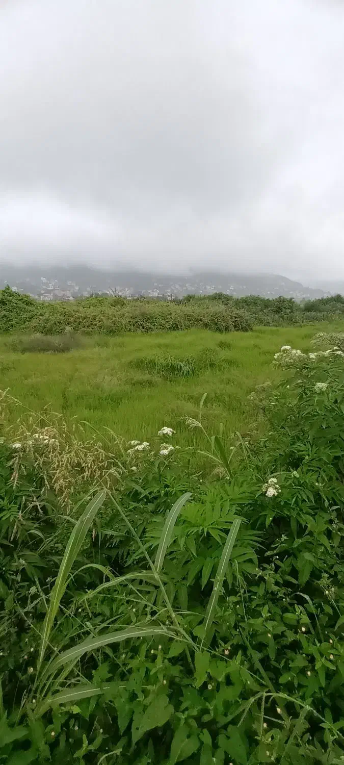 مرغ محلی|حیوانات مزرعه|دهدشت, |دیوار