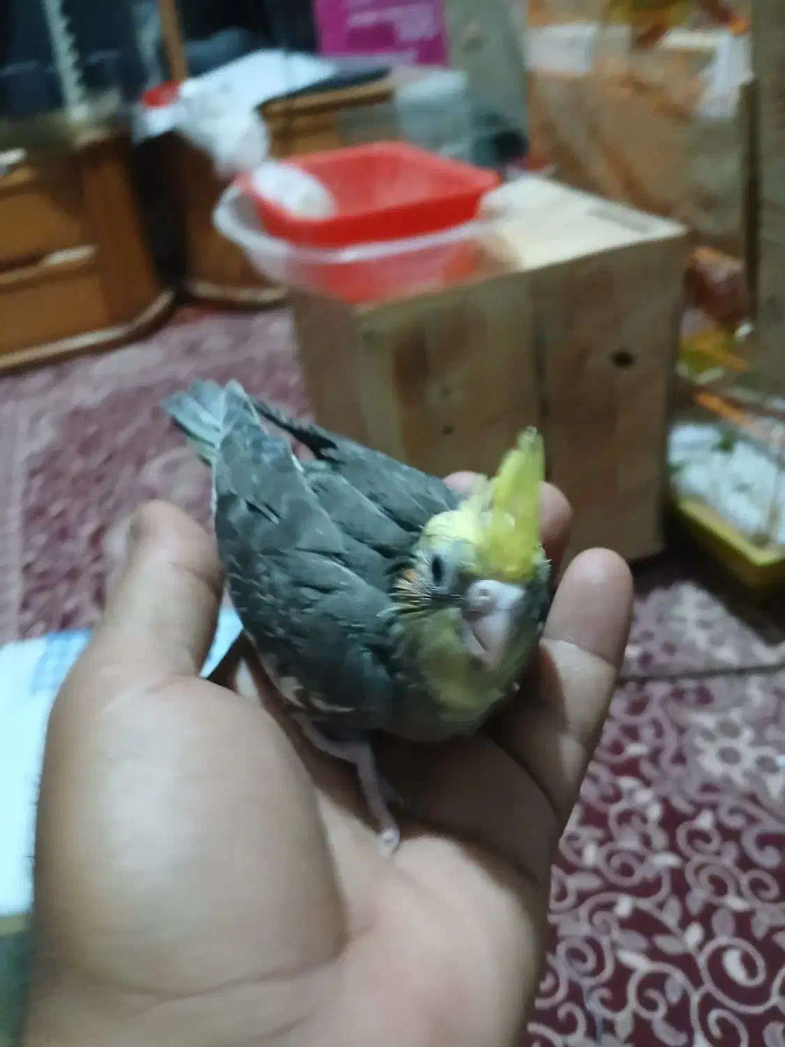 کوتوله|پرنده|بندرعباس, |دیوار