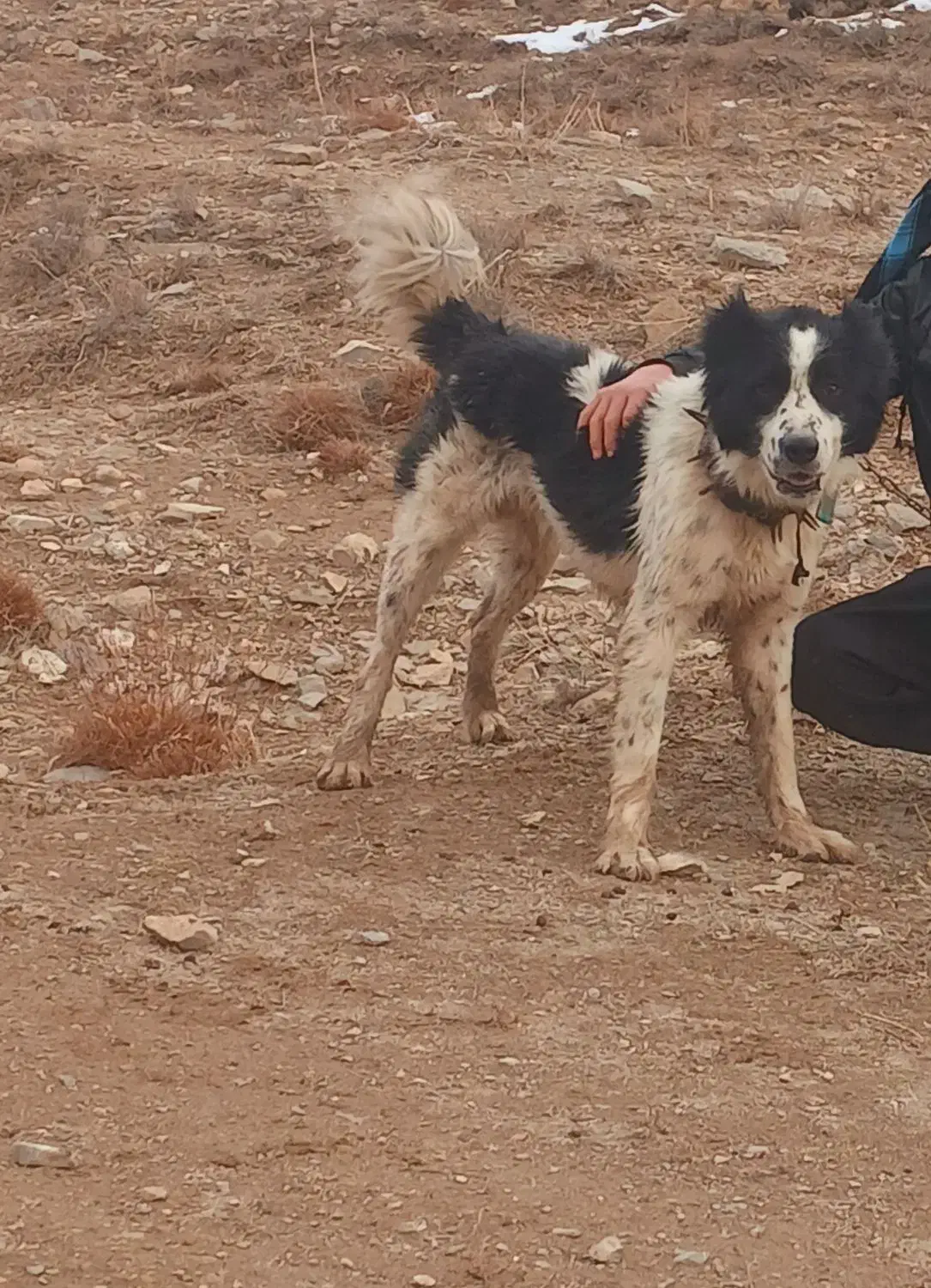 6000000|سگ|قوچان, |دیوار