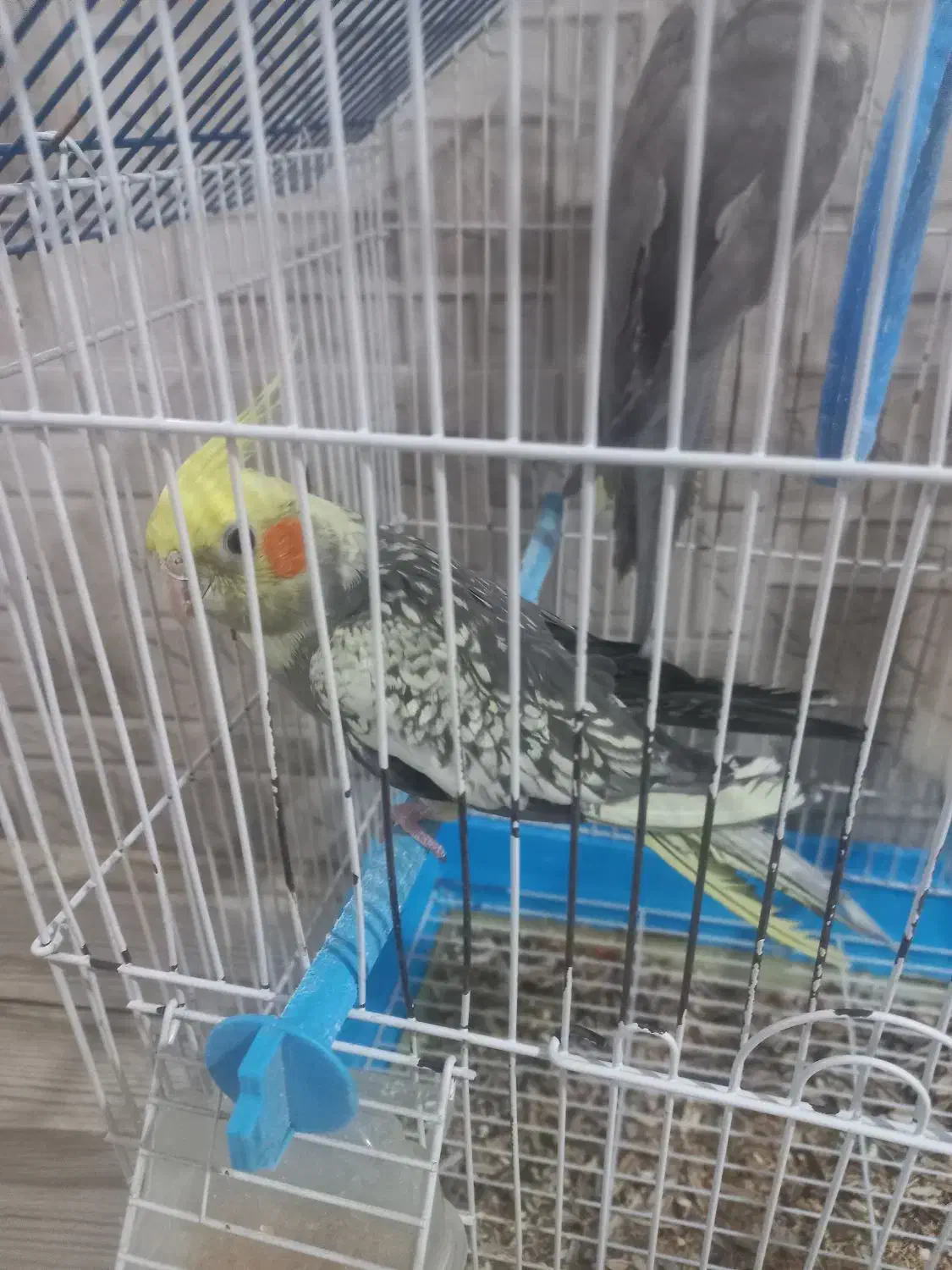 عروس هلندی نروماده|پرنده|اسدآباد, |دیوار