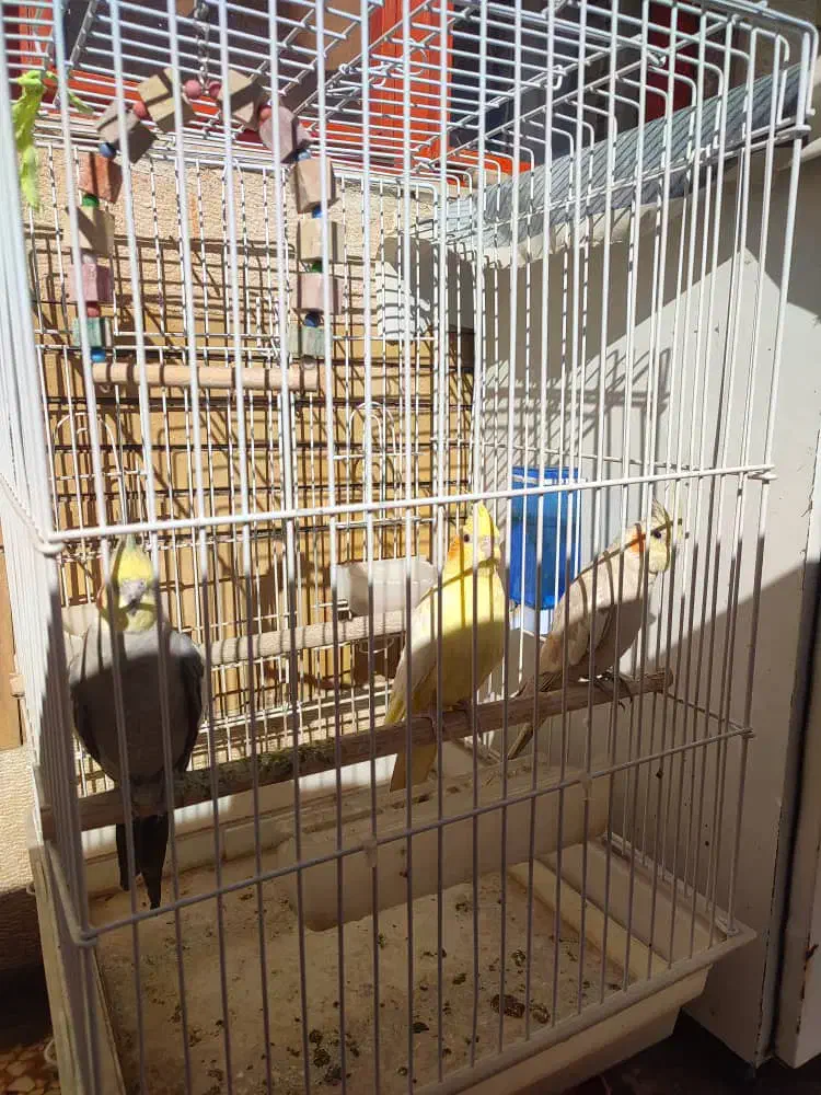 عروس هلندی|پرنده|ایلام, |دیوار