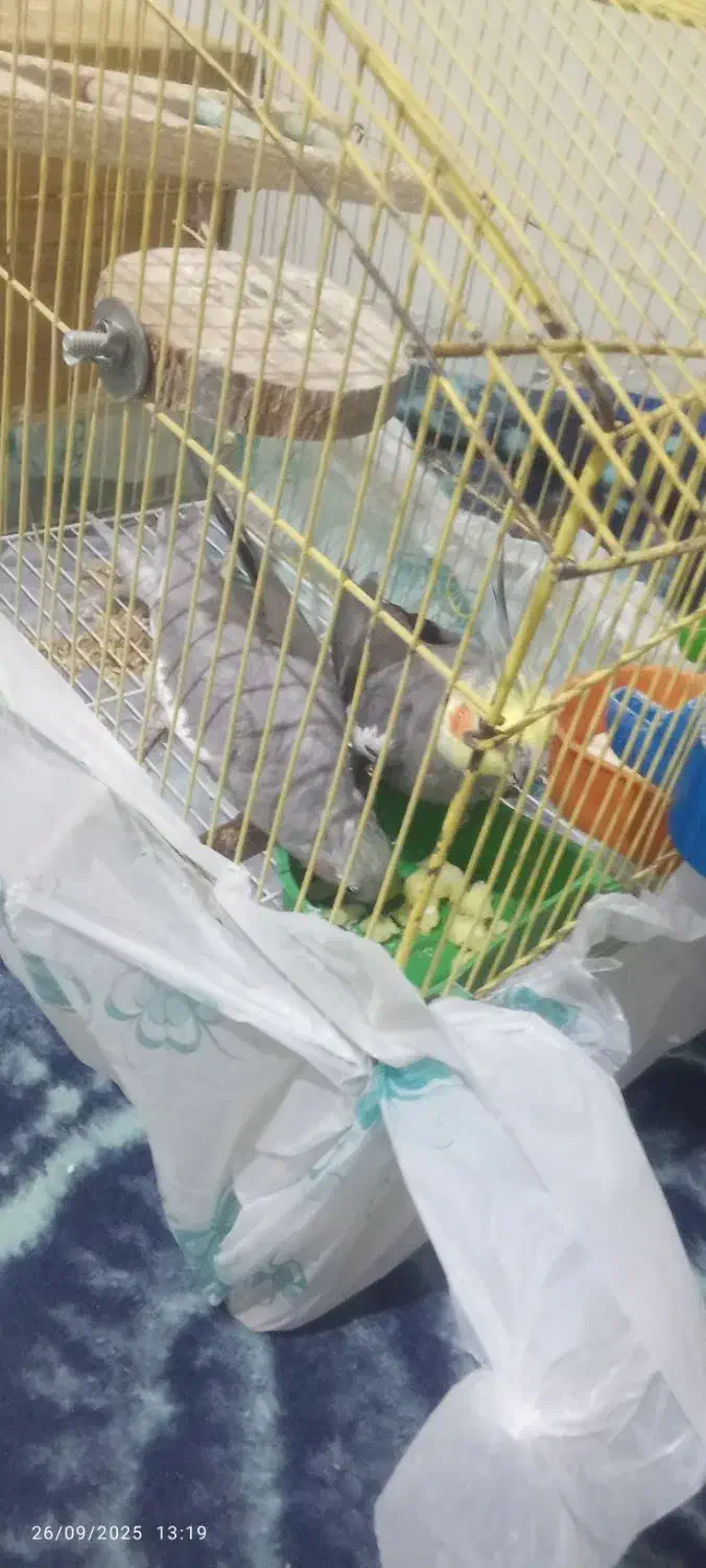 یک جفت عروس هلندی|پرنده|لامرد, |دیوار