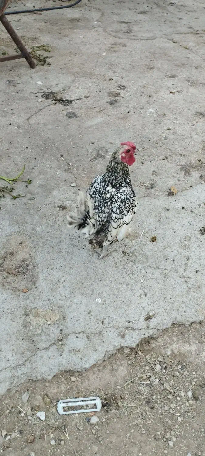 خروس مینیاتوری|حیوانات مزرعه|مرودشت, رودبال|دیوار