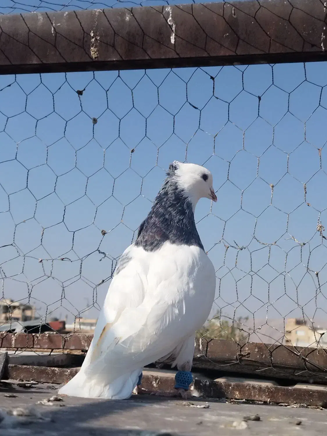 دو عدد طوقی|پرنده|شیراز, عادل آباد|دیوار