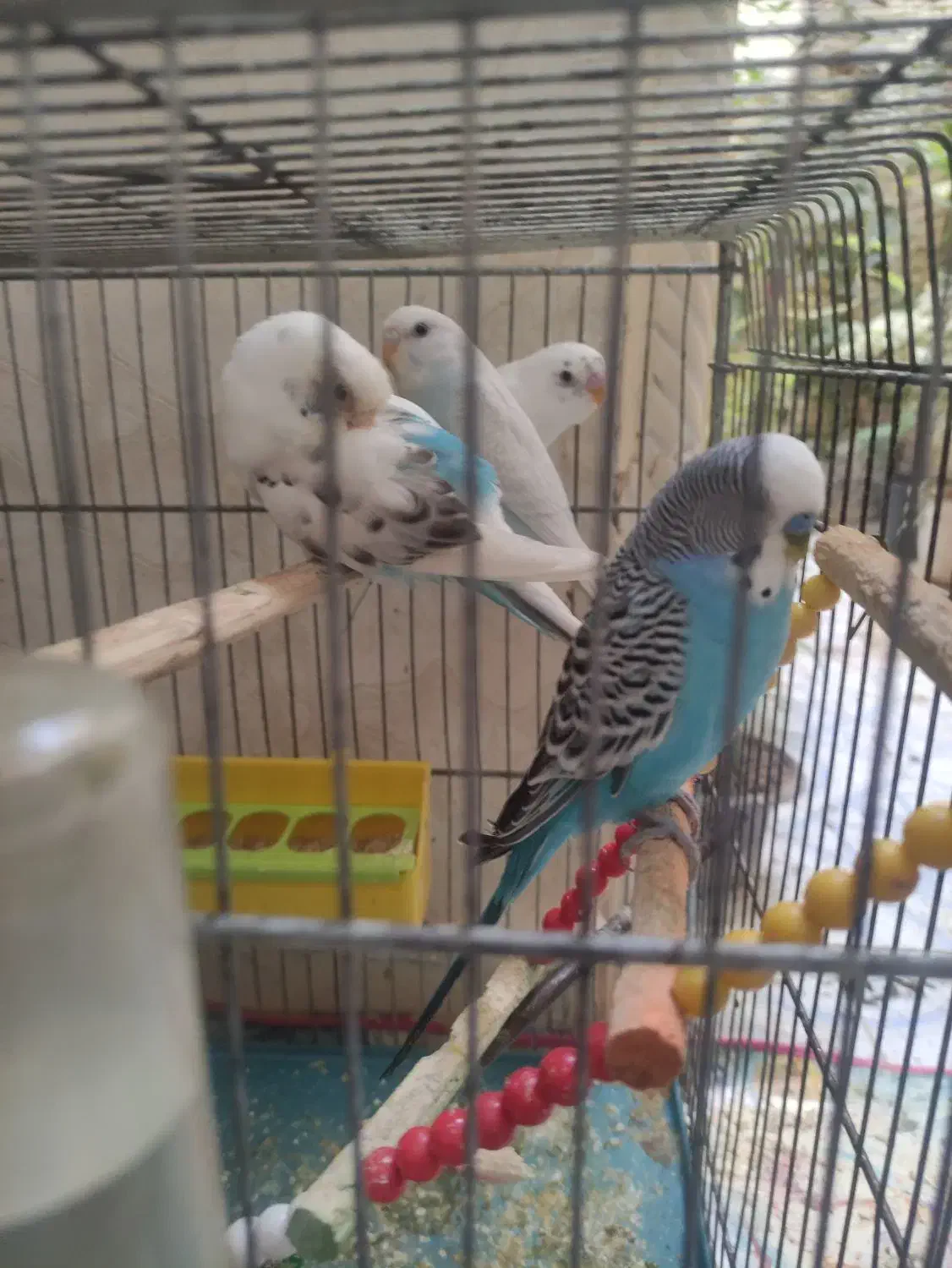 مرغ عشق|پرنده|خرمشهر, |دیوار