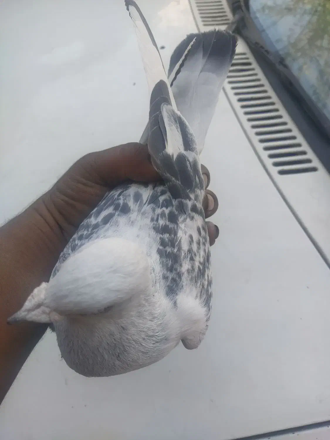 مینا شامی مگس تاختی|پرنده|زاهدان, |دیوار