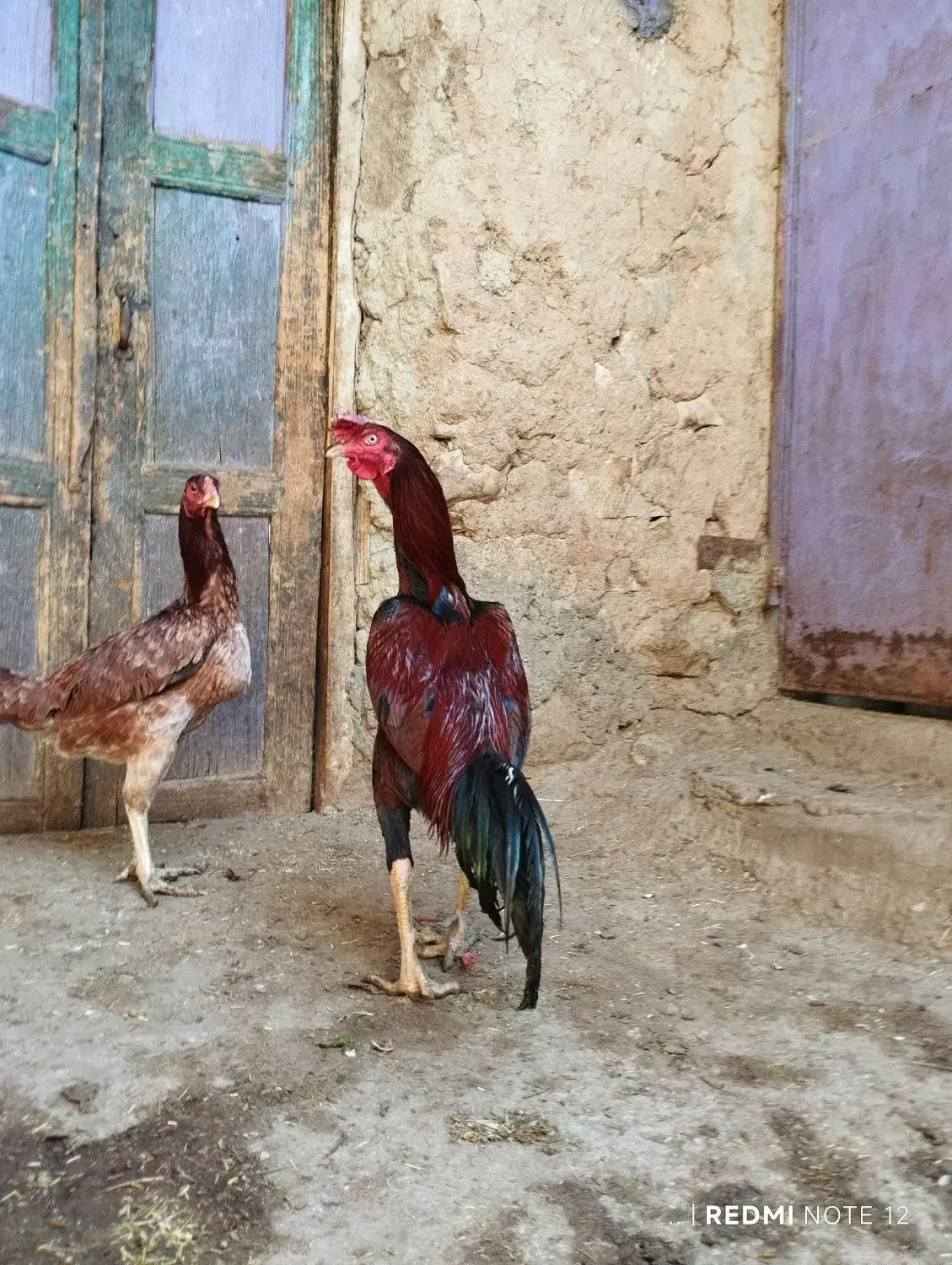 خروس لاری|حیوانات مزرعه|گرمخان, |دیوار