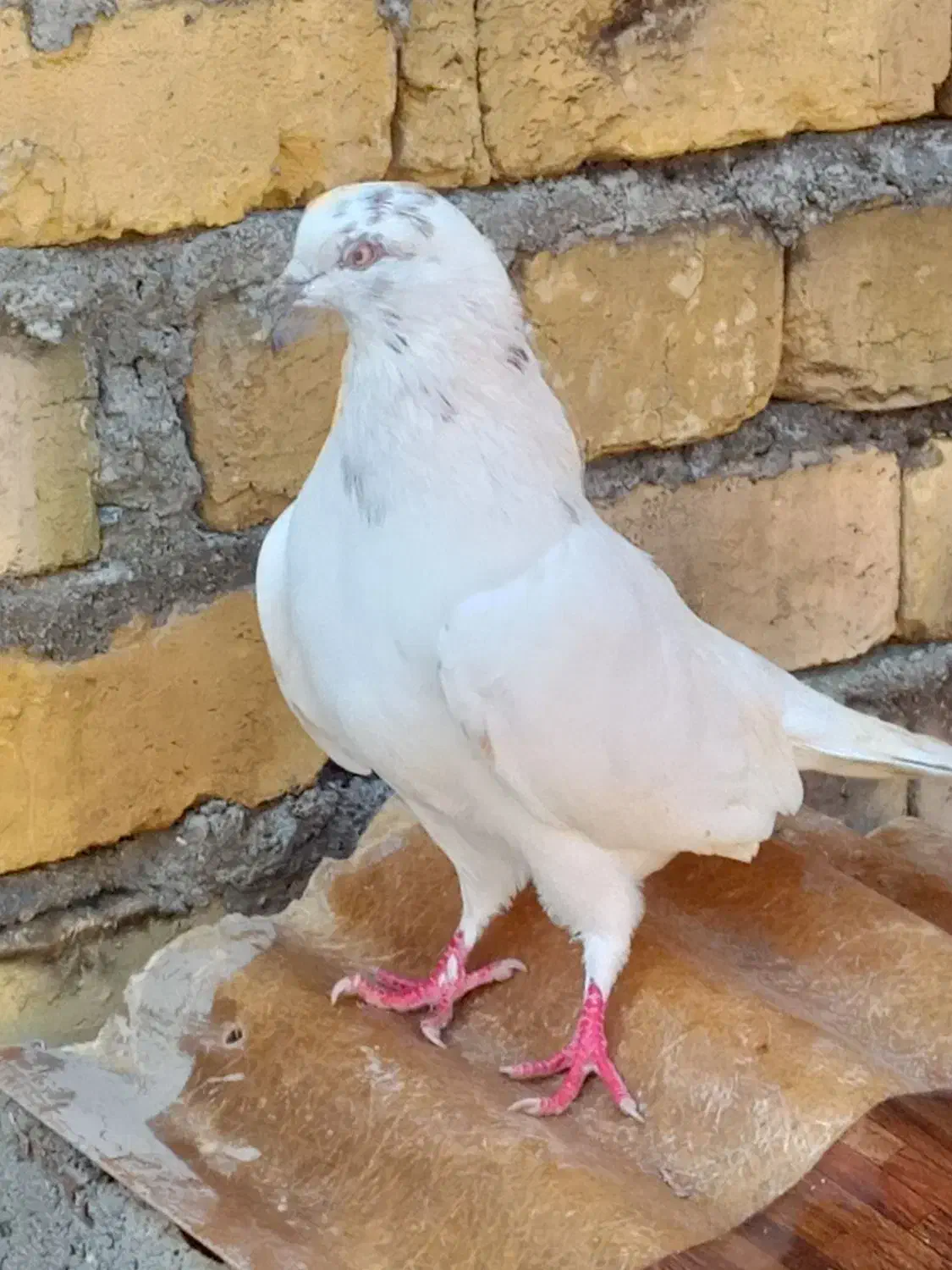 کبوتر|پرنده|شفت, |دیوار