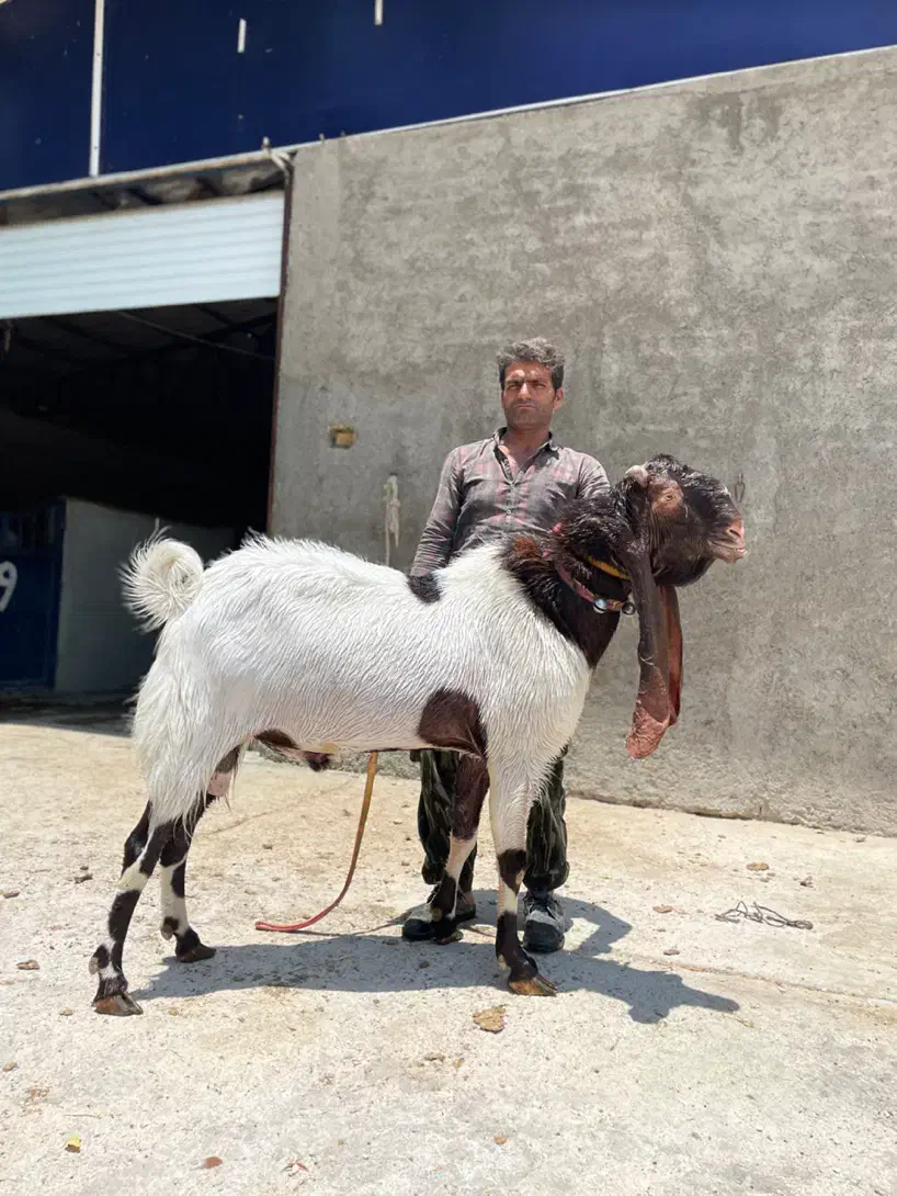 بز پاکستانی|حیوانات مزرعه|مرودشت, تخت جمشید|دیوار