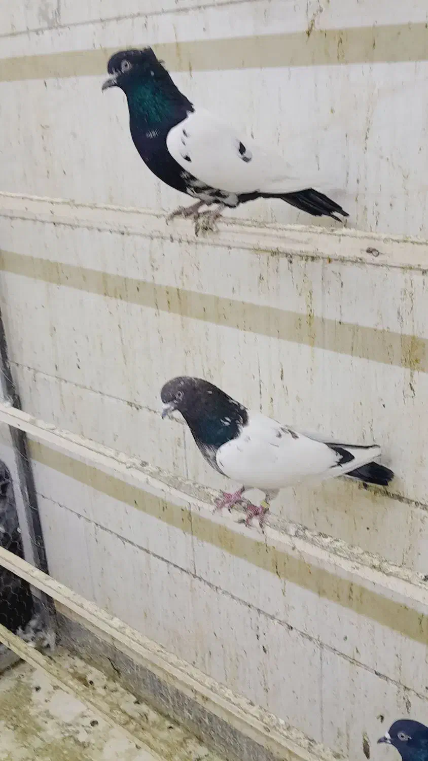 چشم زرد|پرنده|اراک, |دیوار