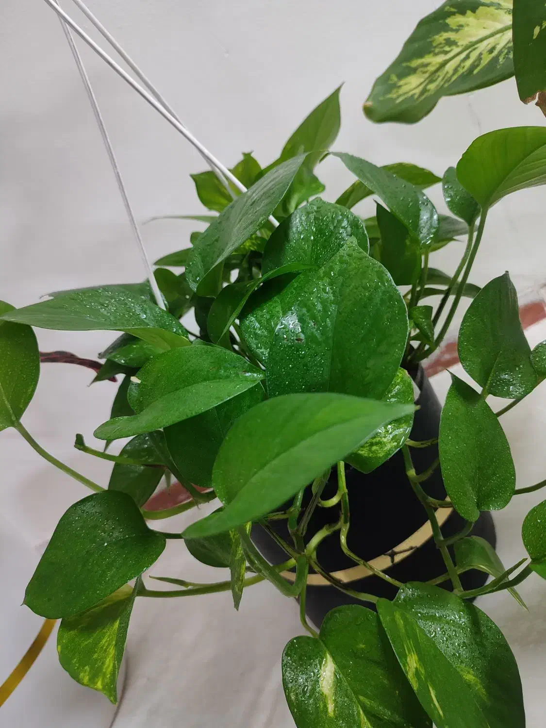 گل آپارتمانی|گل و گیاه طبیعی|بندرعباس, |دیوار