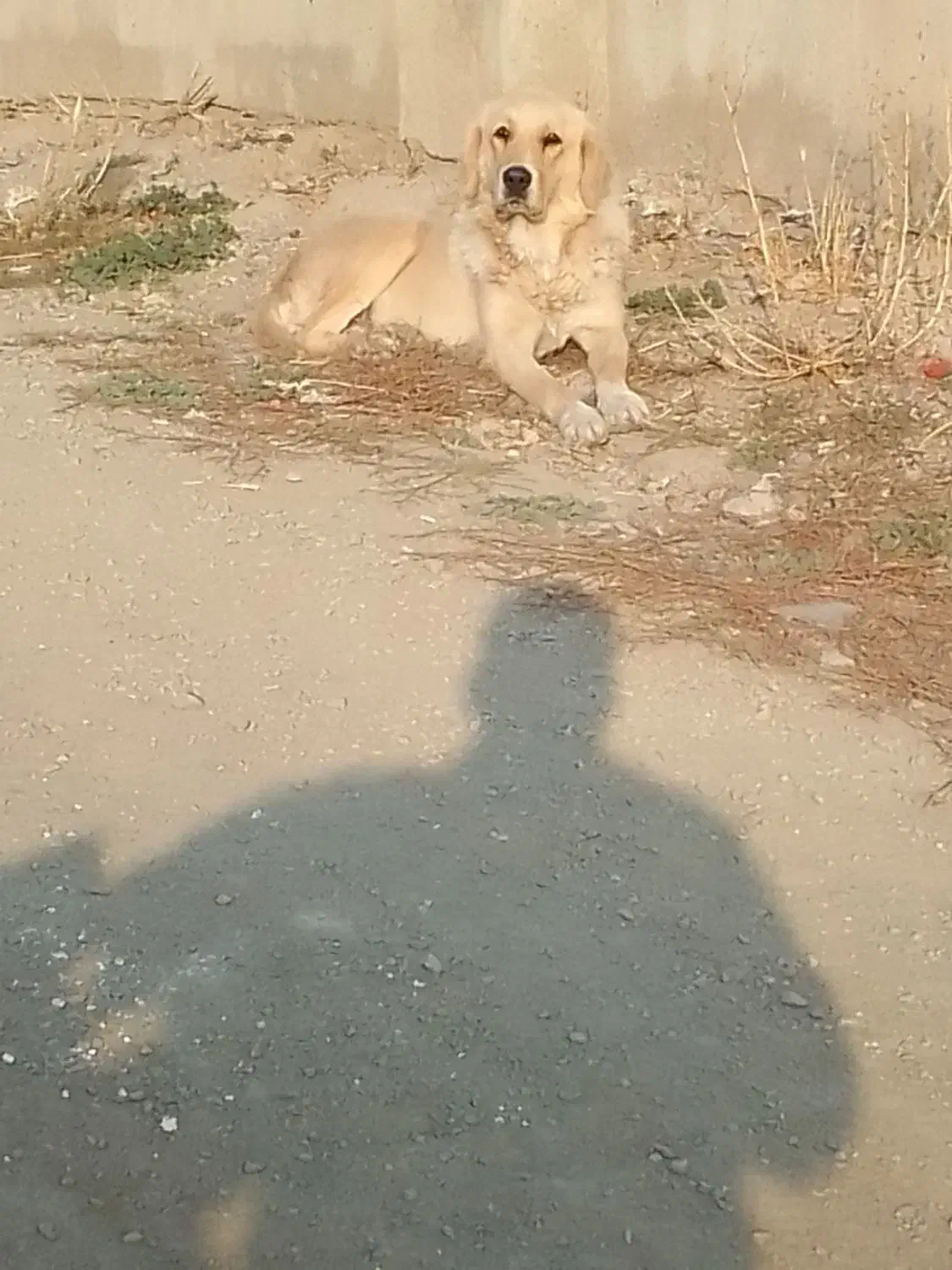 ماده سرابی|سگ|اسدآباد, |دیوار