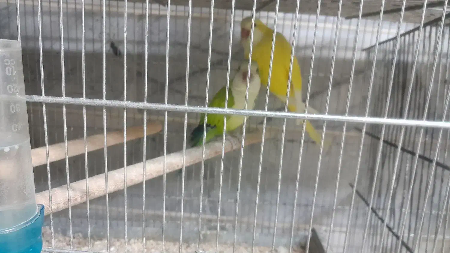 جفت های مولد راهب|پرنده|کرج, ساسانی (قلمستان)|دیوار