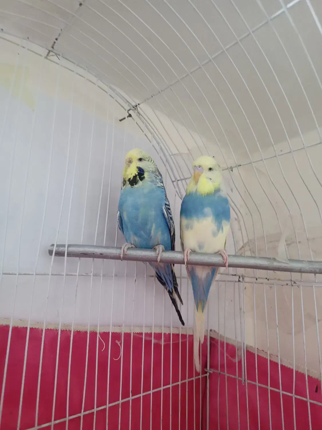 مرغ عشق انگلیسی گریدبالا|پرنده|گرمدره, |دیوار