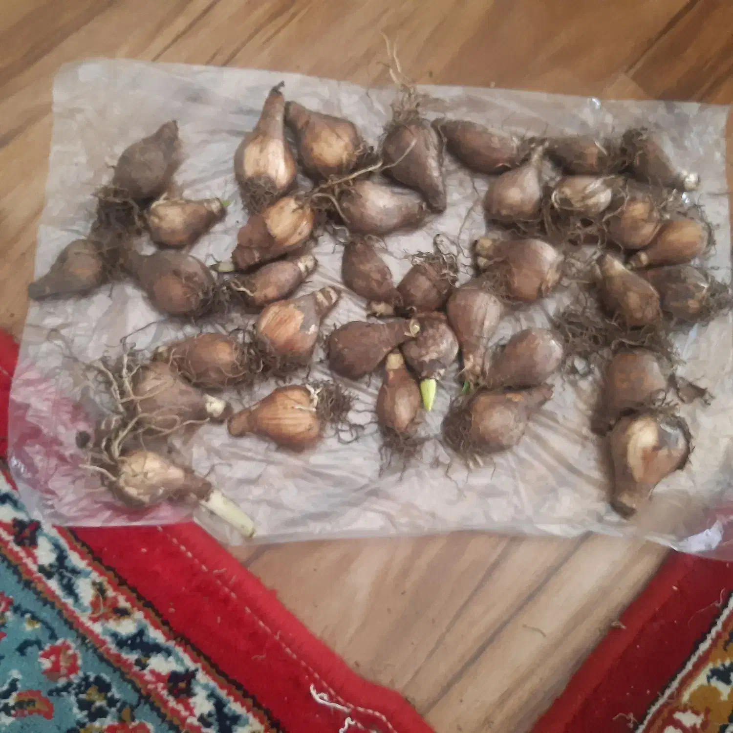 پیاز گل سنبل و نرگس هلندی|گل و گیاه طبیعی|کاشمر, |دیوار