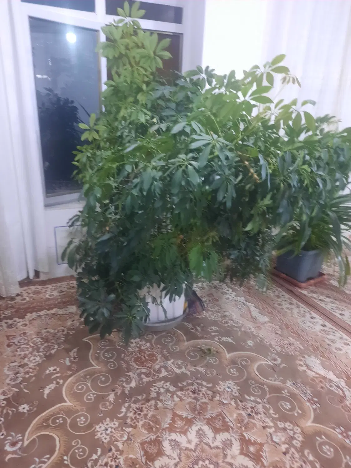 گل شفلرا|گل و گیاه طبیعی|رامشه, |دیوار