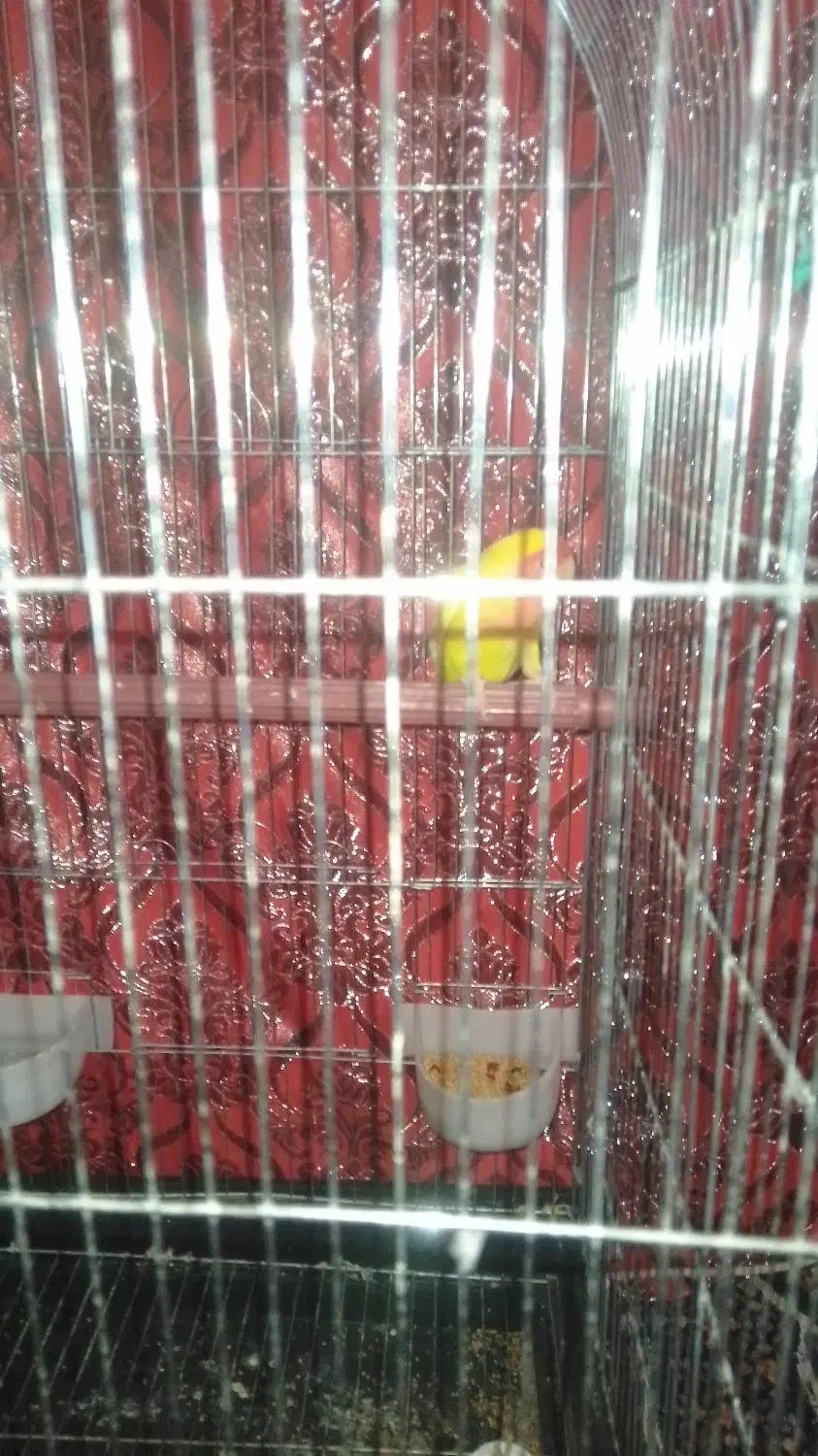 یک عدد طوطی|پرنده|زرند, |دیوار