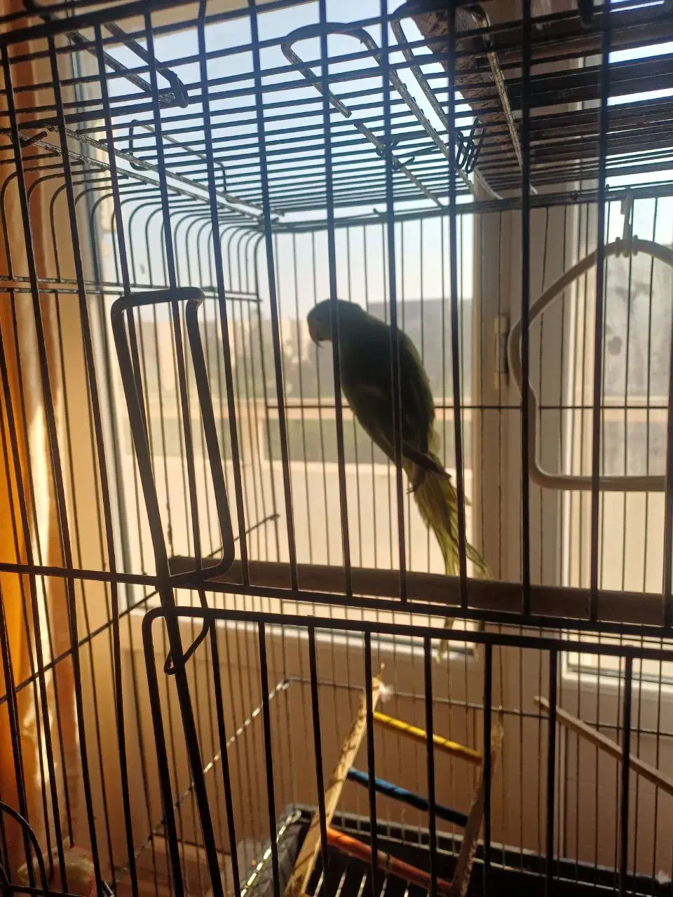 طوطی ملنگو|پرنده|بندرعباس, |دیوار