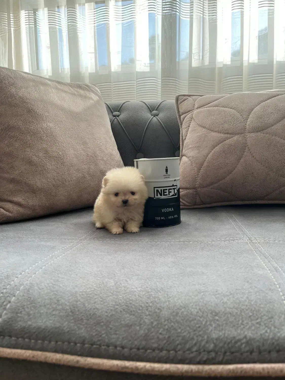 سگ فنجونی واقعی در ایران|سگ|کرج, شهرک بنفشه|دیوار