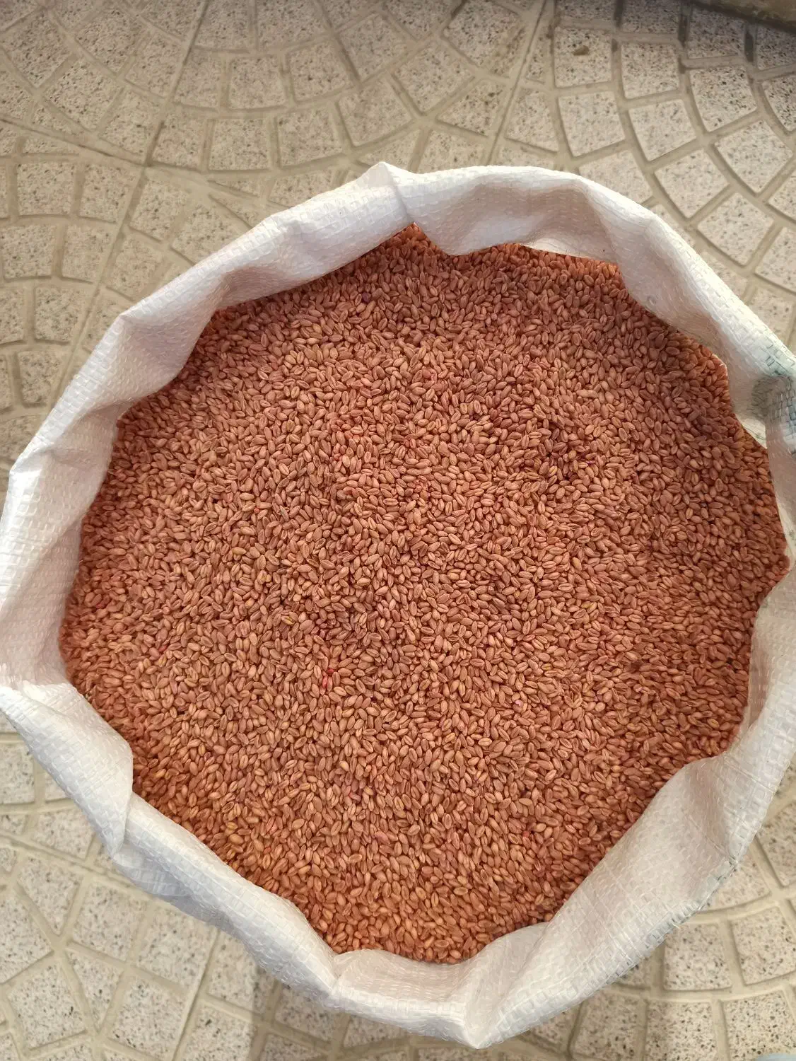 بذر گندم رقم سالار 27 هزار تومان|عمدهفروشی|سراب, |دیوار