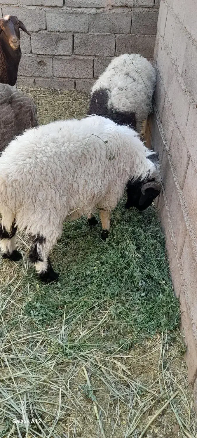 فروش دام|حیوانات مزرعه|گلباف, |دیوار