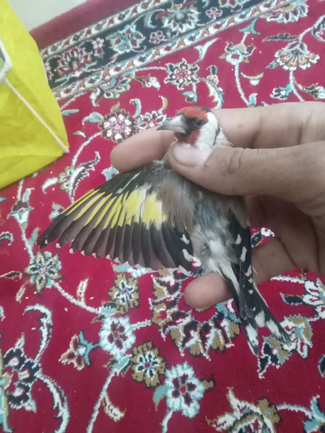 سهره مهاجر جنگلی زرد|پرنده|تاکستان, |دیوار