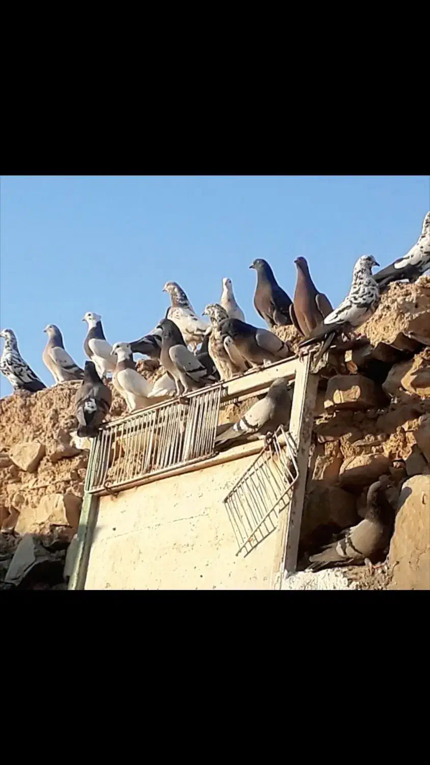 دورگ، طوقی،صداداروکاشانی،عربی،ترکاش|پرنده|مسجد سلیمان, |دیوار