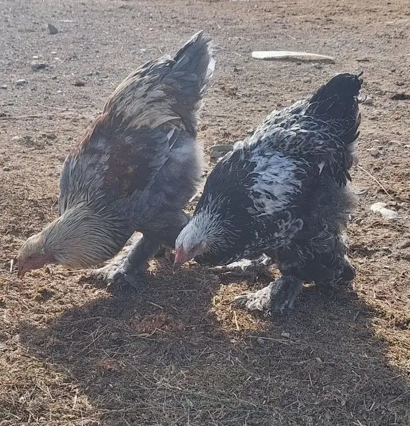 خروس برهما|حیوانات مزرعه|قیدار, |دیوار