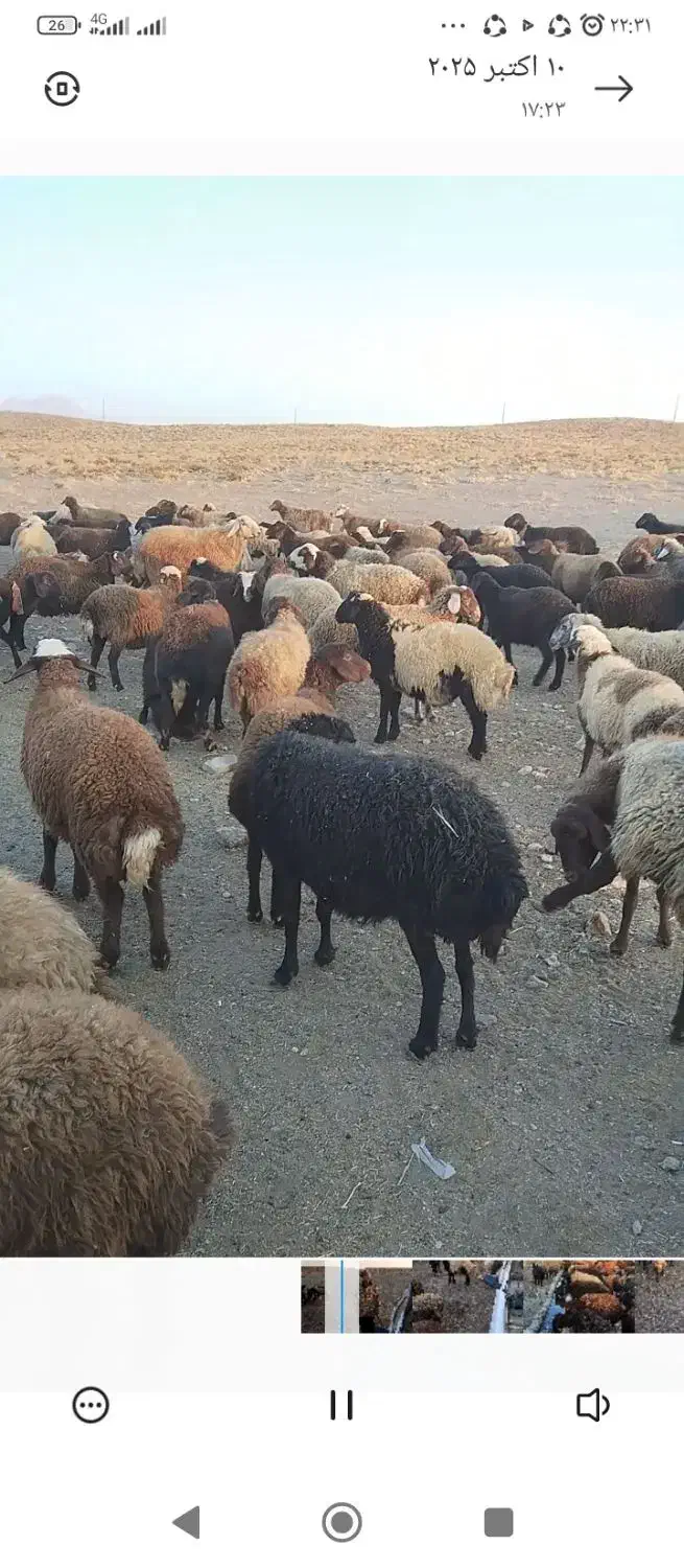 میش داشتی جوان سرحال|حیوانات مزرعه|کرچمبو, |دیوار