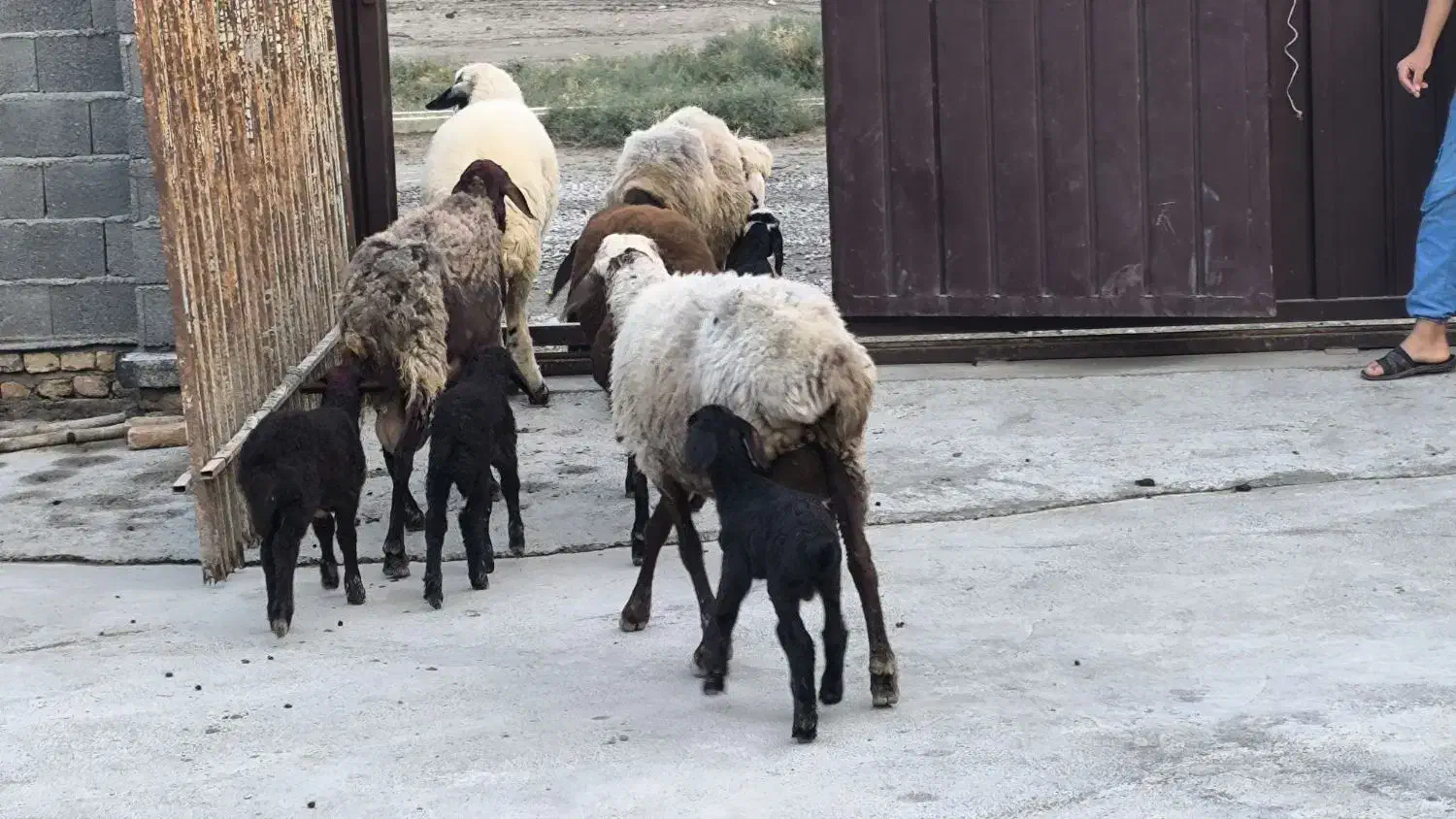 گوسفند - بره|حیوانات مزرعه|گمیشان, |دیوار