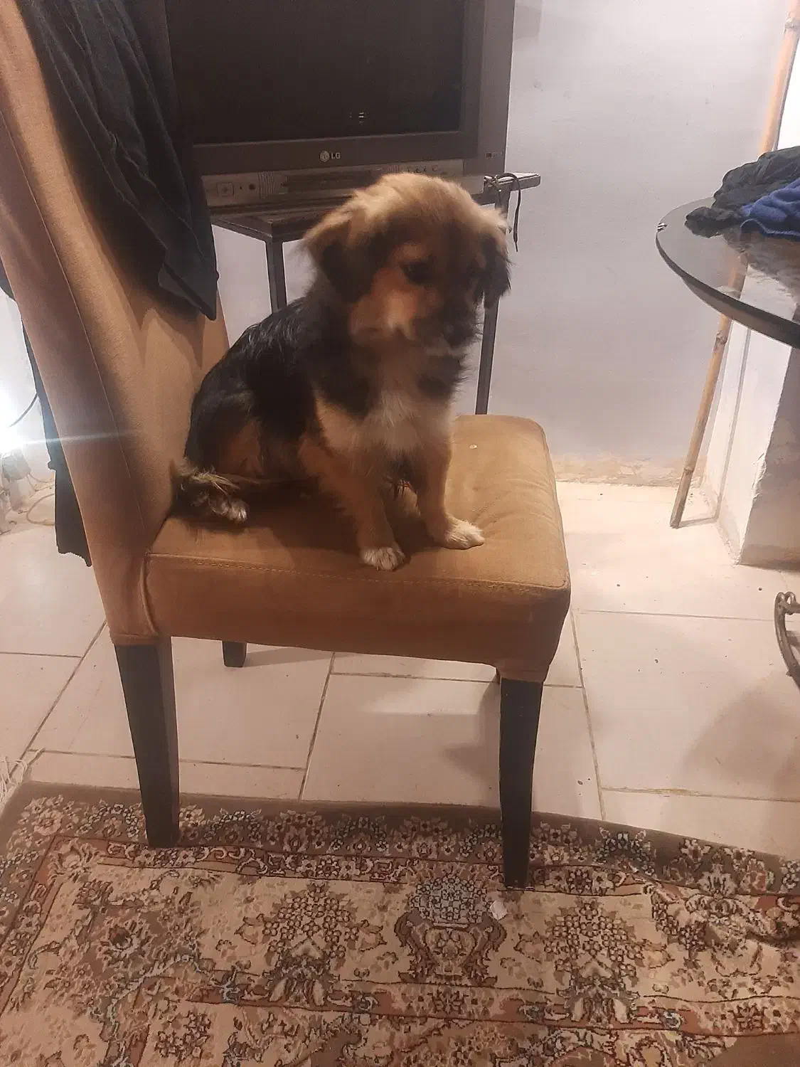 سگ پاکوتاه شیرده پیدا شده|سگ|رشت, حمیدیان|دیوار