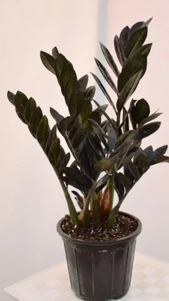 گل طبیعی|گل و گیاه طبیعی|نیشابور, گنبد سبز|دیوار