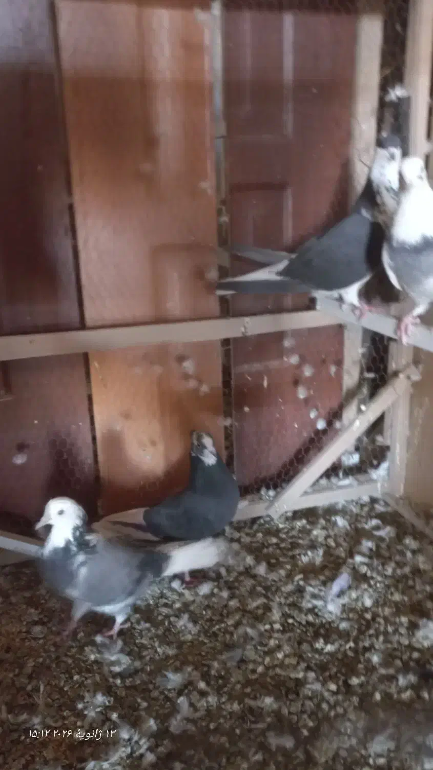 کبوتر|پرنده|قم, باغ کرباسی|دیوار