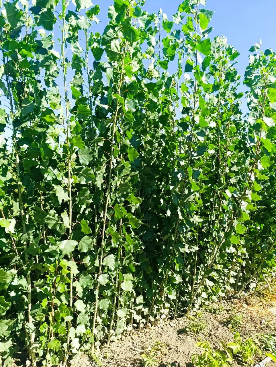 نـهــالـهـای پــیوندی وغـیرپیوندی واصــلاح شده|خدمات باغبانی و درختکاری|میانه, |دیوار