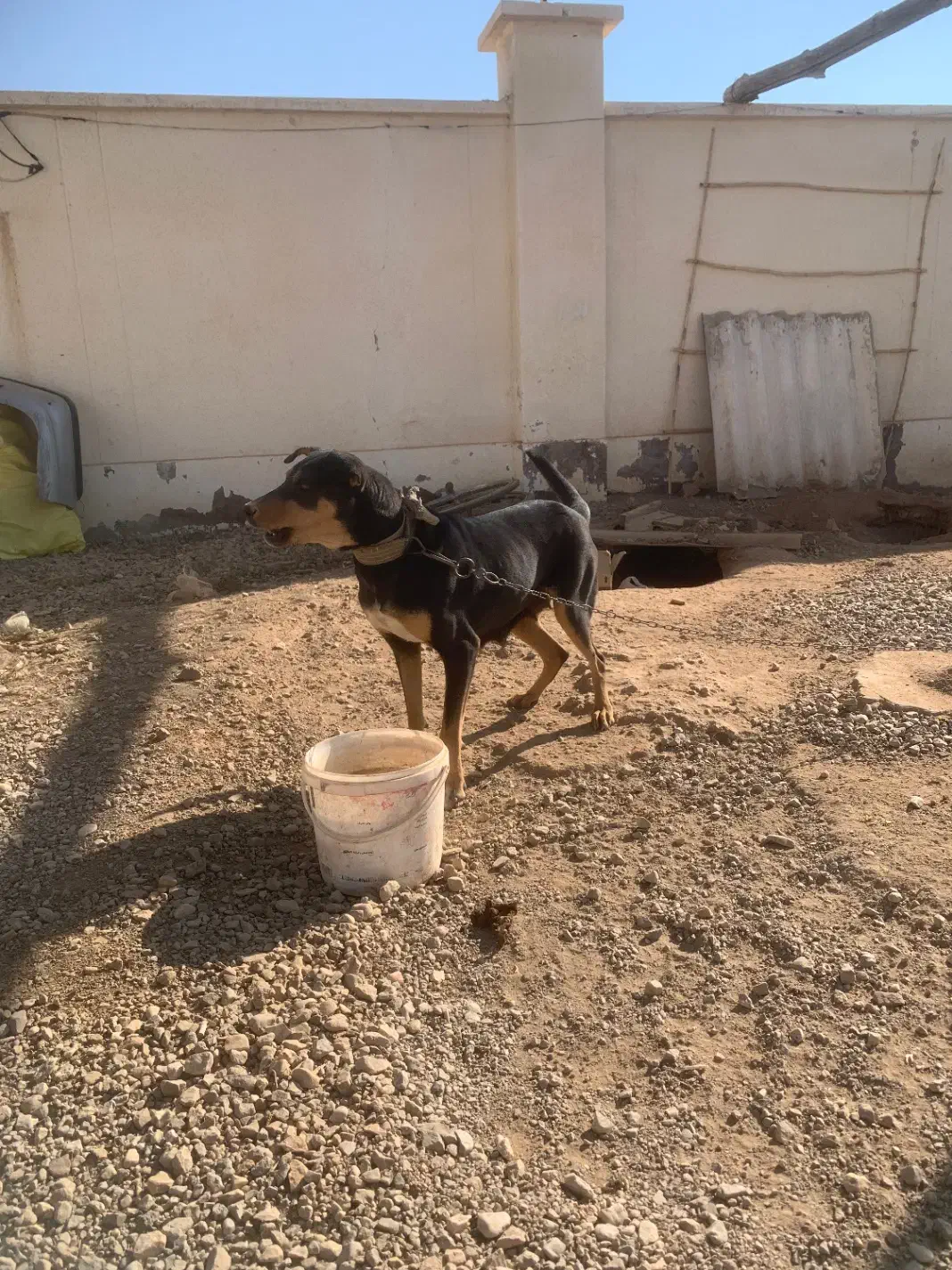 سگ دوبرمن|سگ|مهدی شهر, |دیوار