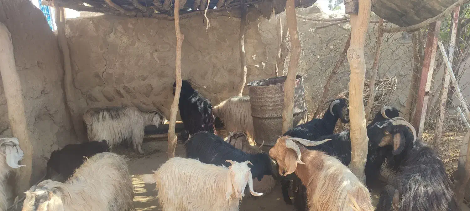 ۲عدد بز نر و۱۴عدد بز ماده در شاهیوند|حیوانات مزرعه|شاهیوند, |دیوار