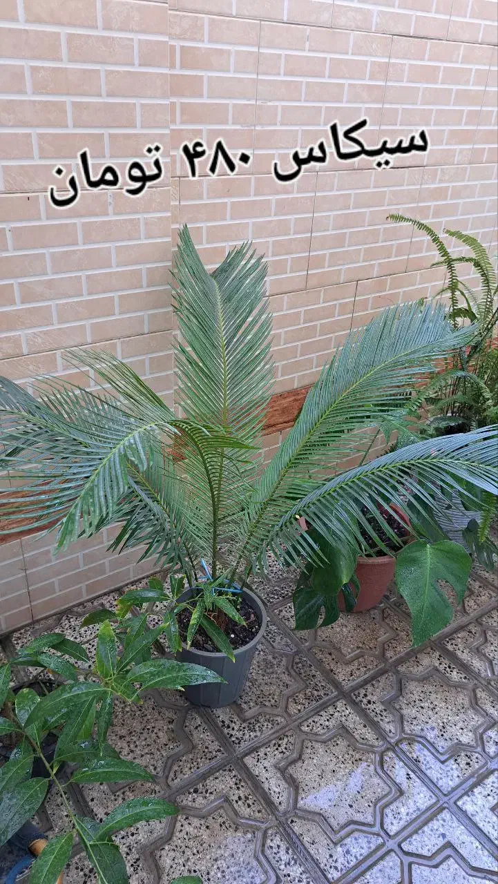 گل و گیاه زیبا|گل و گیاه طبیعی|بندر ترکمن, |دیوار