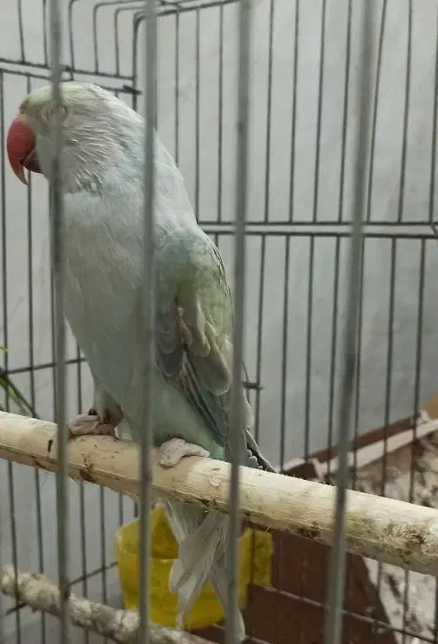 طوطی ملنگو اوپال ابی ماده (ملنگو رنگی لوتینو‌،ابی)|پرنده|تالش, هشتپر|دیوار