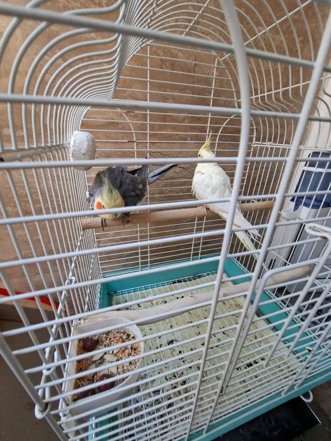 یک جفت عروس هلندی سالم و سرحال|پرنده|قزوین, |دیوار