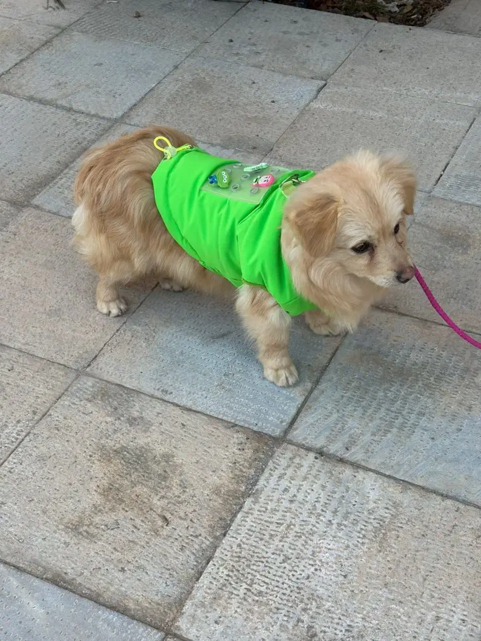 حیوان خوانگی ۸میلیون|سگ|فولادشهر, مسکن مهر فولادشهر|دیوار