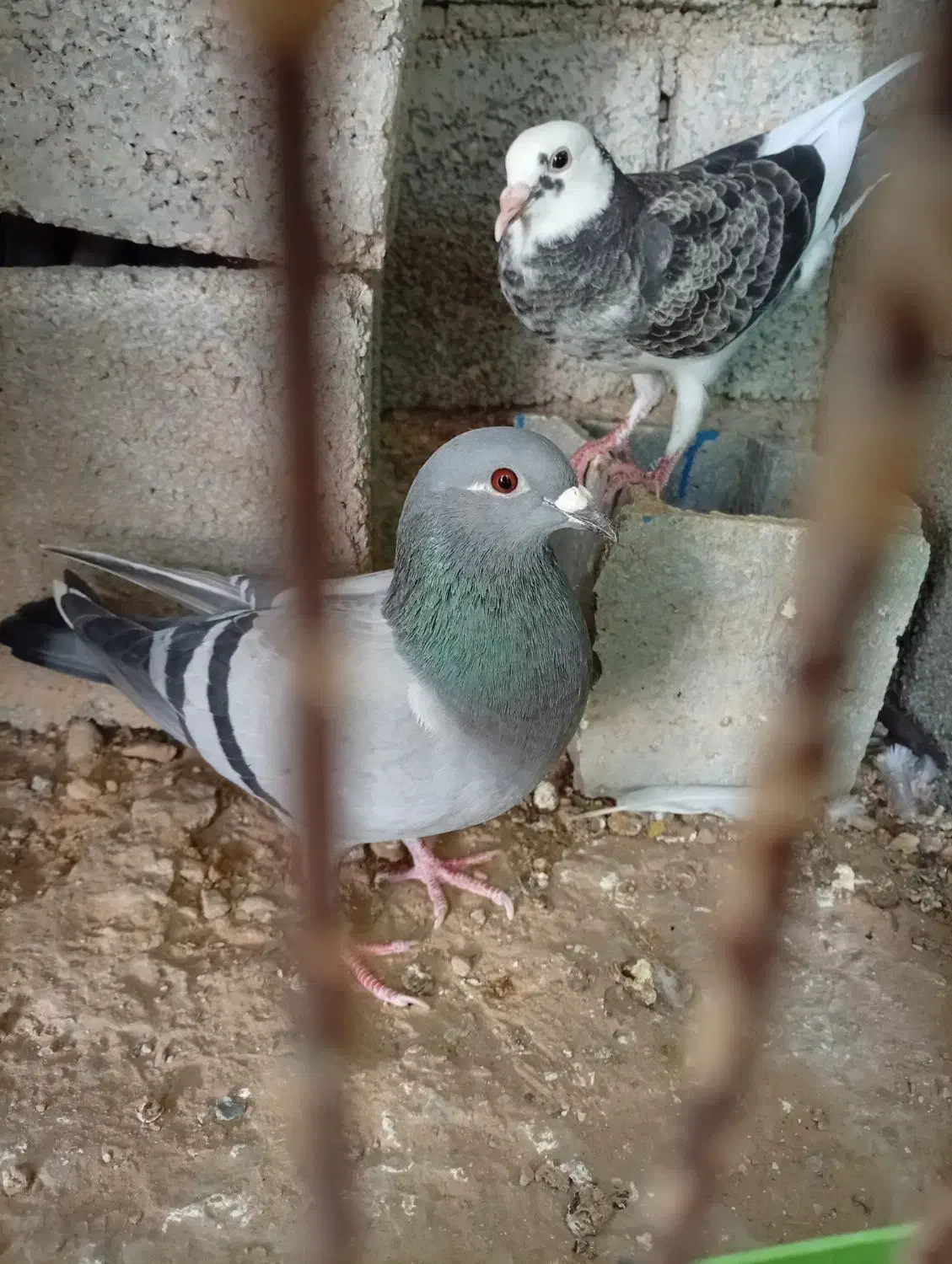 کبوتر پلاکی|پرنده|آبپخش, |دیوار