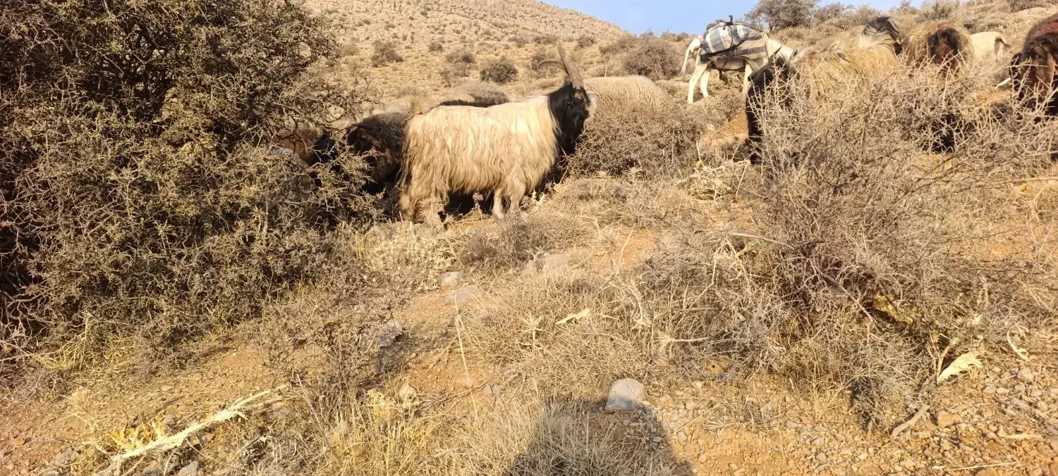 دوبر چپش دوبر بز|حیوانات مزرعه|فلارد, |دیوار